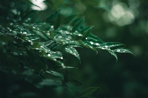 下雨照片|超过 20000 张关于“雨”和“自然”的免费图片